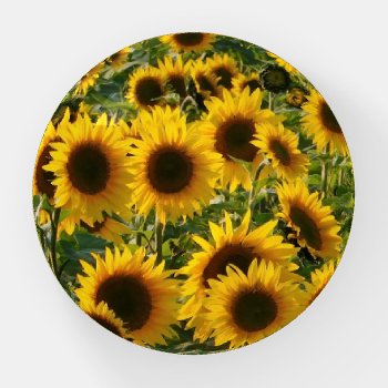 Sunflower Sensation Paperweight by WestCreek at Zazzle