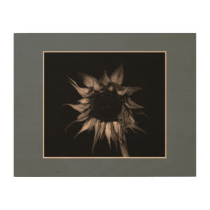 Sunflower - Sepia Fine Art Photograph Unique Cool