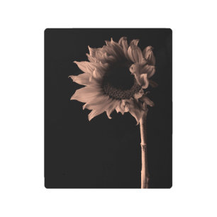 Sunflower - Sepia Fine Art Photograph Unique Cool