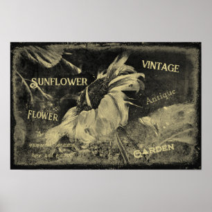 Sunflower Sepia Vintage Antique Ephemera Texture Poster