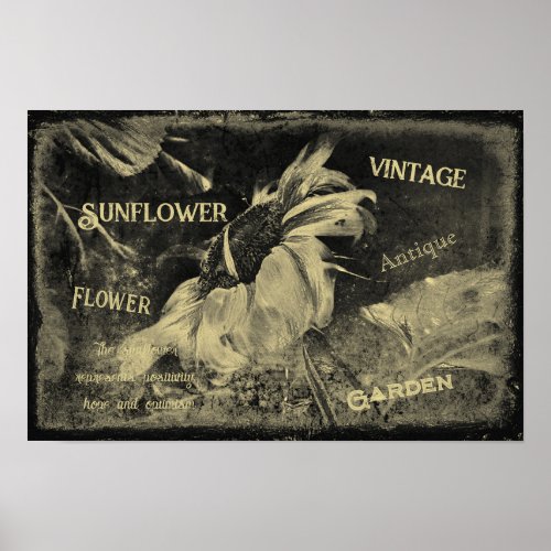 Sunflower Sepia Vintage Antique Ephemera Texture Poster