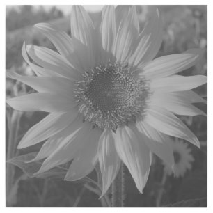 Sunflower Series Black and White Gallery Wrap
