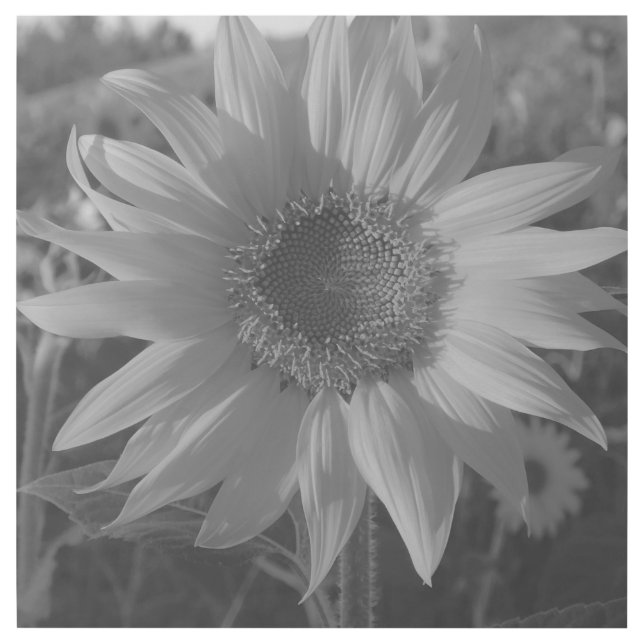 Sunflower Series Black and White Gallery Wrap (Front)