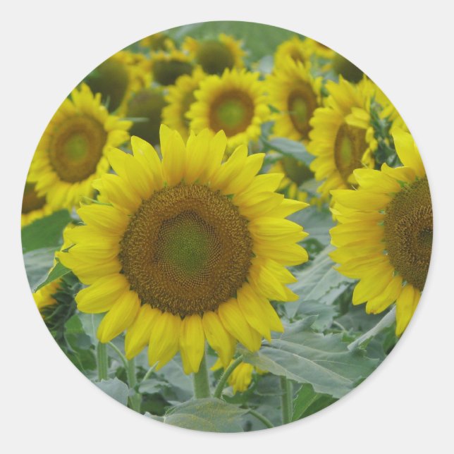 Sunflower series classic round sticker (Front)
