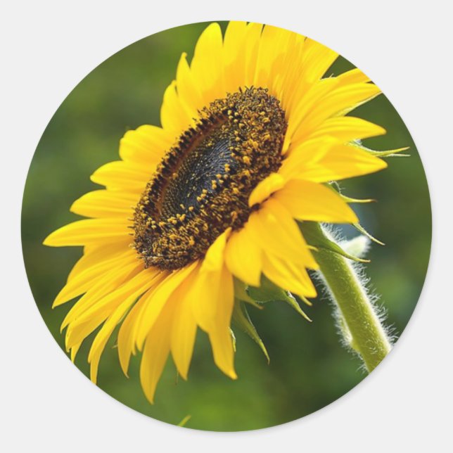 Sunflower Sideshot Classic Round Sticker (Front)