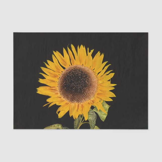 Sunflower Single Black Background Floral Elegant Tissue Paper (Front)