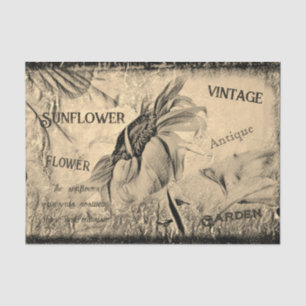 Sunflower Sketch Art Vintage Antique Ephemera Tissue Paper