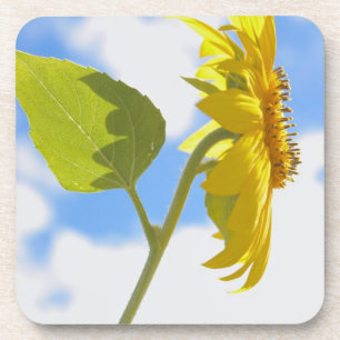 Sunflower Sky Photo Beverage Coaster