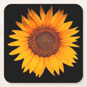 3dRose cst_98576_3 Dew on Sunflower Against Black Backdrop.Jpg-Ceramic Tile Coasters Set of 4 3dRose cst_98576_3 Dew on Sunflower Against Black Backdrop.Jpg-Ceramic Tile Coasters Set of 4