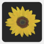 Sunflower Square Stickers