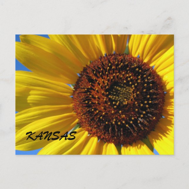 SUNFLOWER STATE POSTCARD (Front)