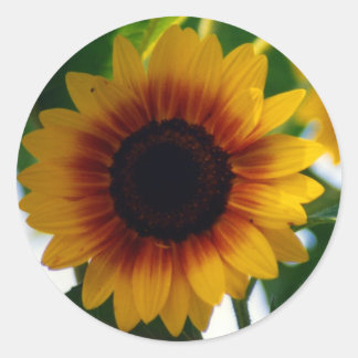 Sunflower Sticker