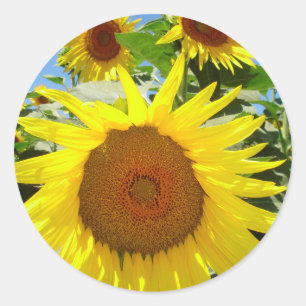 Sunflower stickers = floral sticker