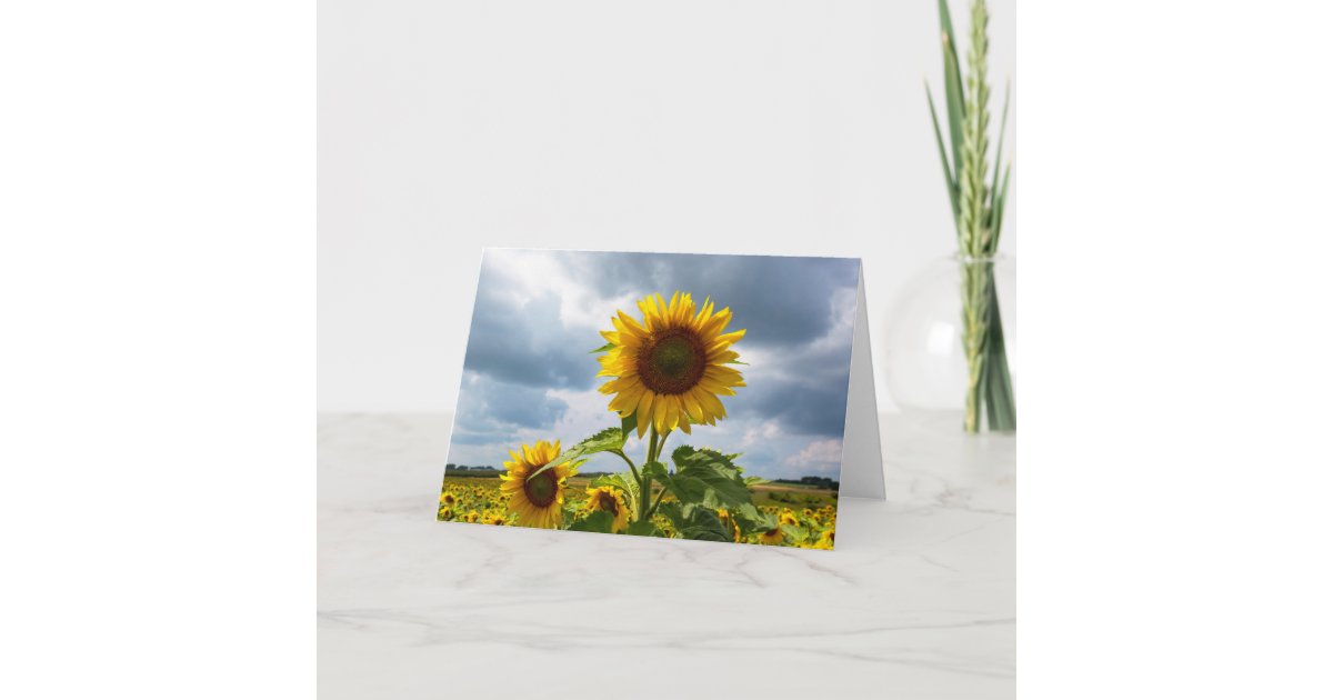 Sunflower Storm Blank Note Card | Zazzle