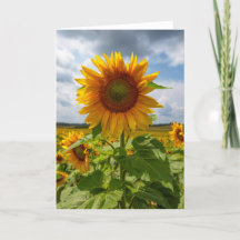 Sunflower Storm Blank Note Card