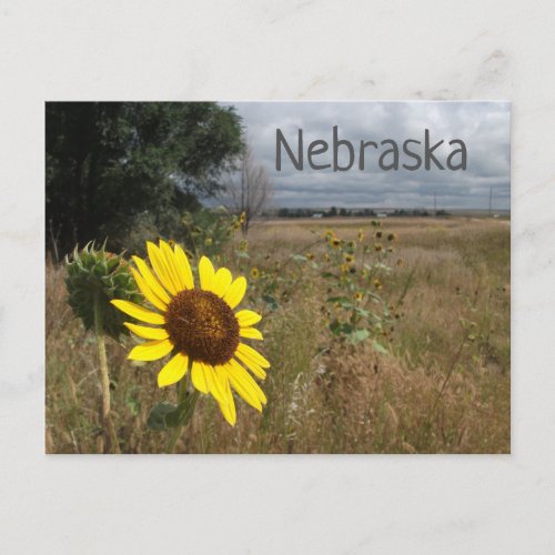Sunflower Stormy Sky Western Nebraska Landscape Postcard