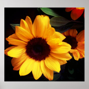 Sunflower, summer flower art poster