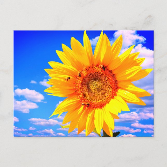 Sunflower Summer Postcard (Front)