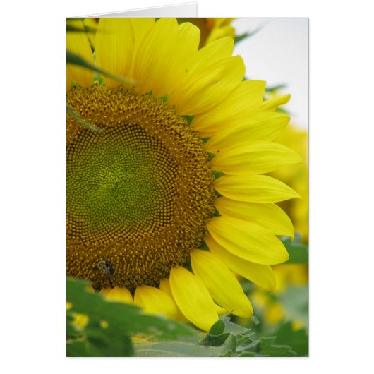 Sunflower Summer Series Cards (Front)