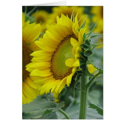 Sunflower Summer Series Cards (Front)