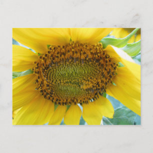 Sunflower Summer Series Postcard