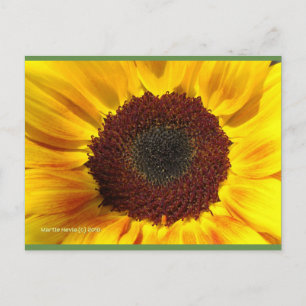 Sunflower Sun Blue Beach Song™ Postcard
