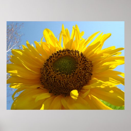 SUNFLOWER Sun Flowers Art Prints Posters Art | Zazzle