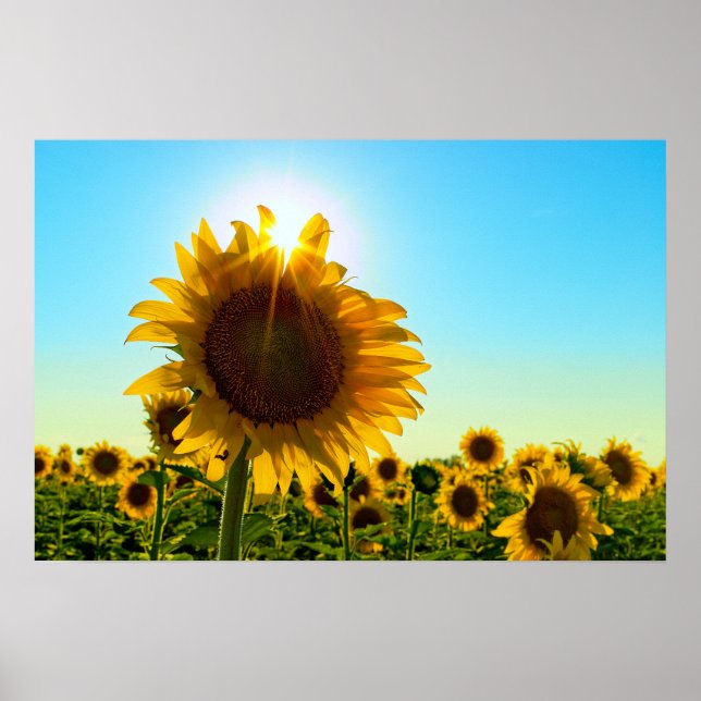 Sunflower Sun Star Poster (Front)
