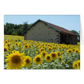 sunflower sunny day (Front Horizontal)