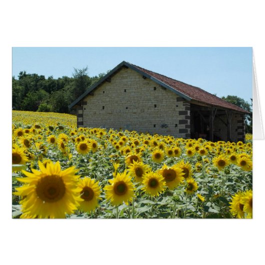 sunflower sunny day cards (Front Horizontal)