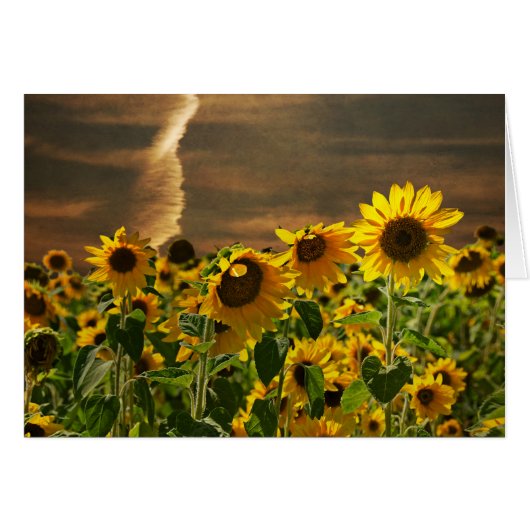 Sunflower Sunset Cards (Front Horizontal)