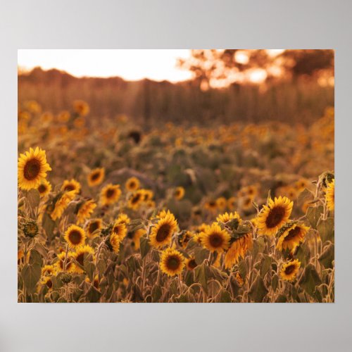 Sunflower Sunset in a Rural Field Color 16x20  Poster