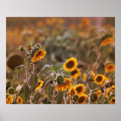 Sunflower Sunset in the Country Color 16x20  Poster