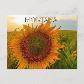 Sunflower Sunset Postcard