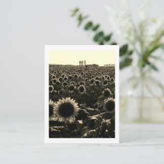 Sunflower Sunset, Sakura City, Japan Postcard
