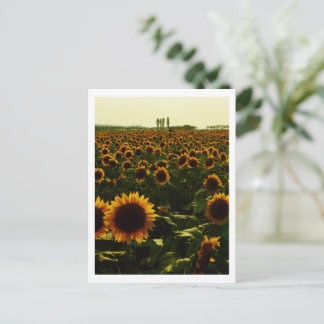 Sunflower Sunset, Sakura City, Japan Postcard
