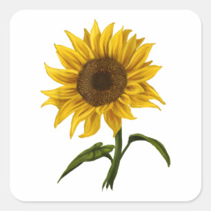 Sunflower Sunshine Floral Watercolor Flower Square Sticker