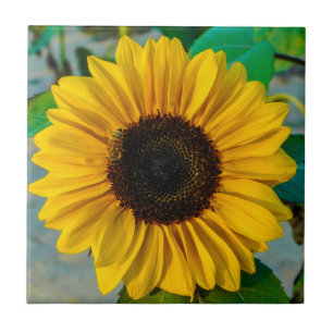 Sunflower Supreme Ceramic Tile
