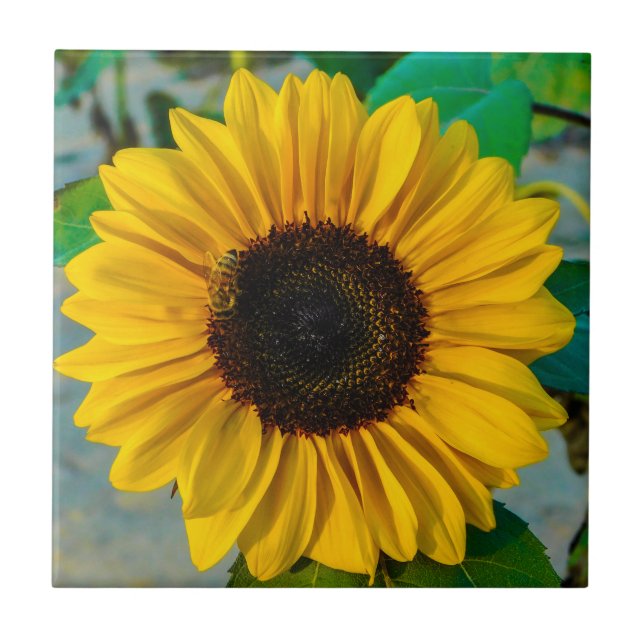 Sunflower Supreme Ceramic Tile (Front)