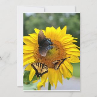 Sunflower Swallowtails Holiday Card