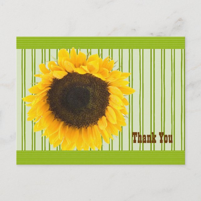 Sunflower Thank You Stripe Border and Background Postcard (Front)