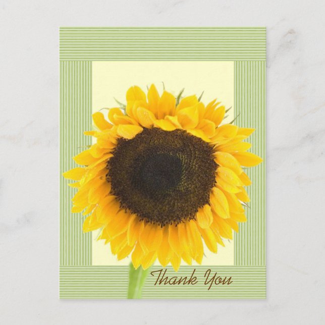 Sunflower Thank You Stripe Border Postcard (Front)
