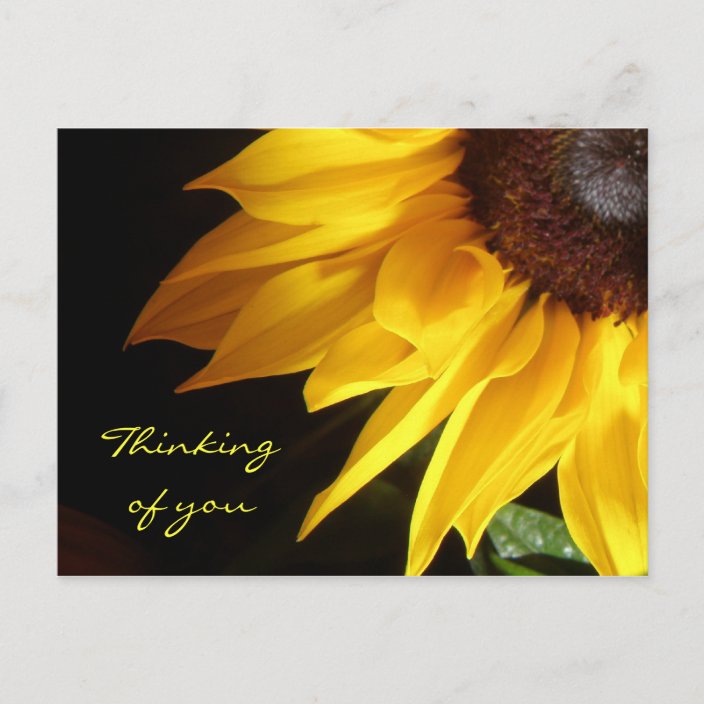 Sunflower Thinking Of You Postcard