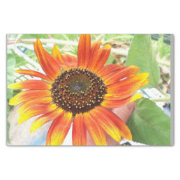 sunflower tissue paper