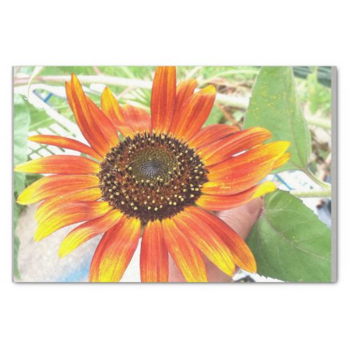 sunflower tissue paper