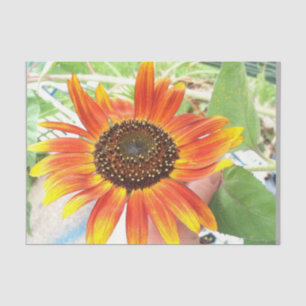 sunflower tissue paper