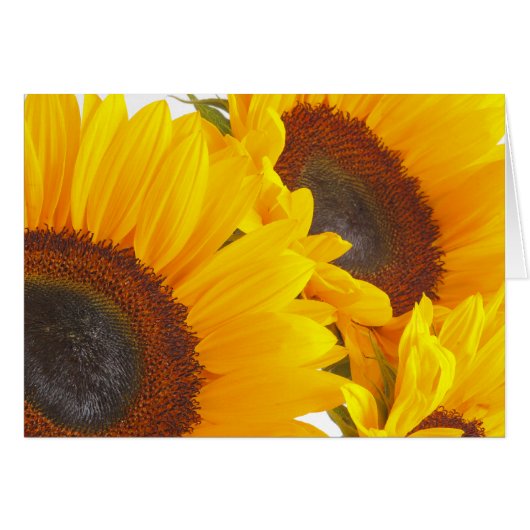 Sunflower Triplettes Cards (Front Horizontal)