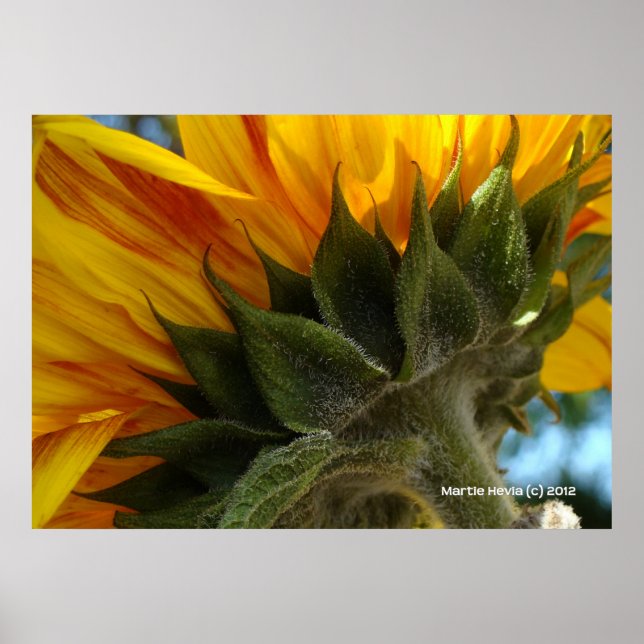 Sunflower Underside Poster (Front)