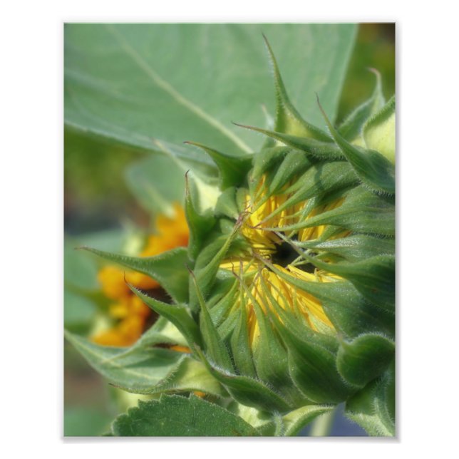 Sunflower Unfolding 8x10 Photo Print (Front)