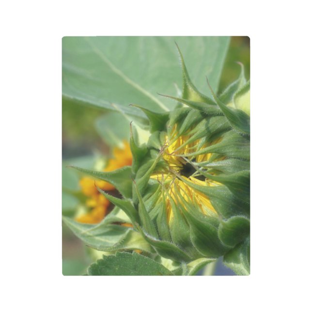 Sunflower Unfolding Floral  Metal Print (Front)